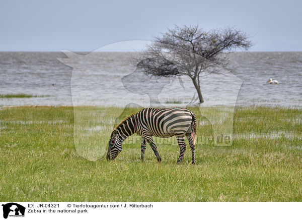 Zebra im Nationalpark / Zebra in the national park / JR-04321
