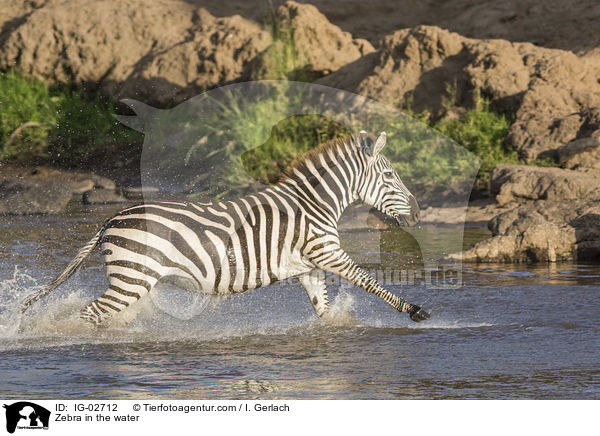 Zebra im Wasser / Zebra in the water / IG-02712