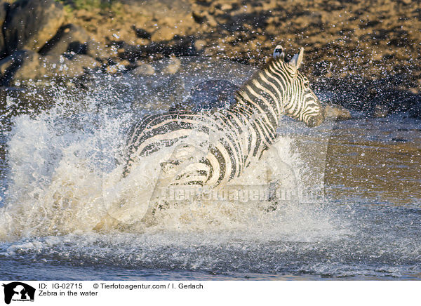 Zebra im Wasser / Zebra in the water / IG-02715