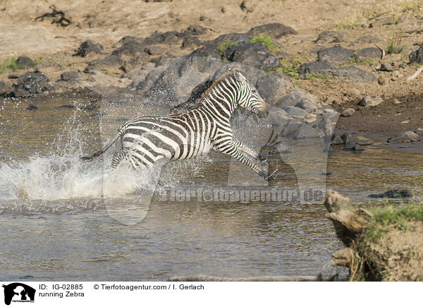 rennendes Zebra / running Zebra / IG-02885