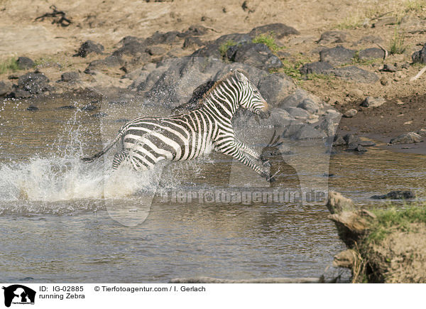 running Zebra / IG-02885