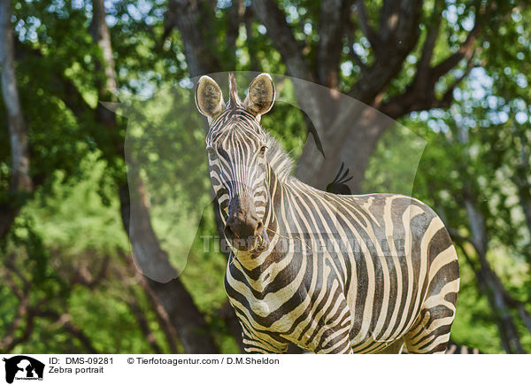 Zebra portrait / DMS-09281