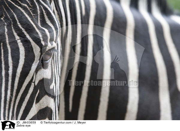 Zebra eye / JM-03659