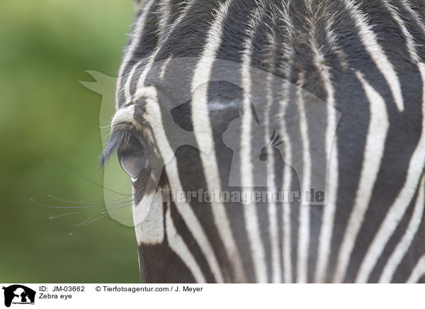 Zebra Auge / Zebra eye / JM-03662