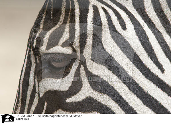 Zebra Auge / Zebra eye / JM-03667