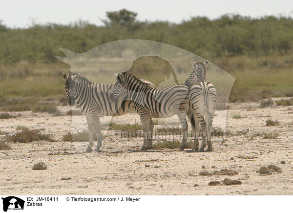 Zebras / Zebras / JM-18411