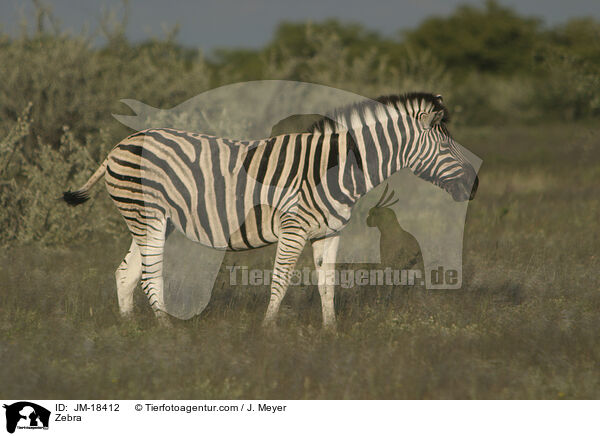 Zebra / JM-18412