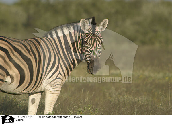 Zebra / Zebra / JM-18413