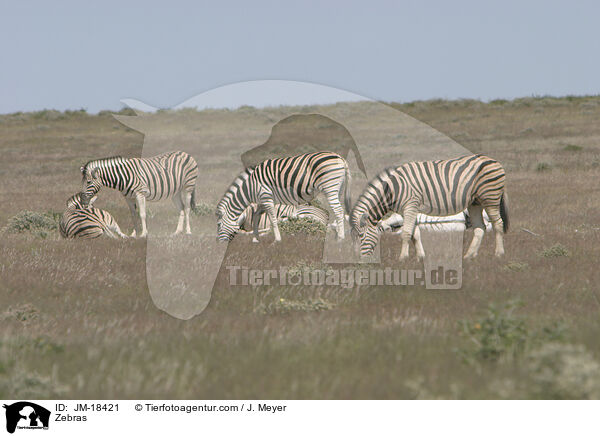 Zebras / Zebras / JM-18421