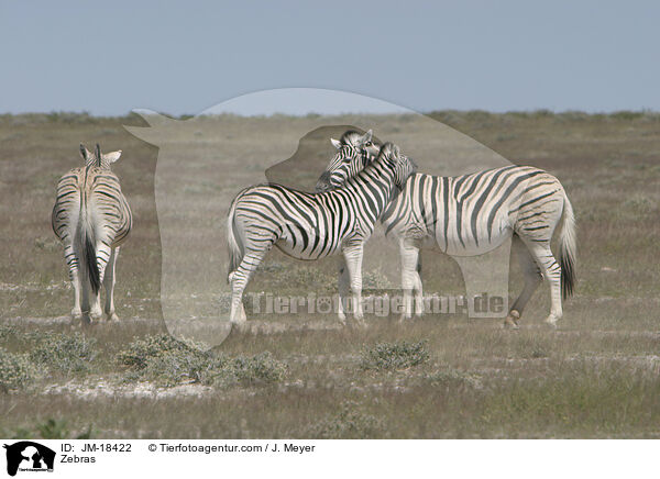 Zebras / Zebras / JM-18422