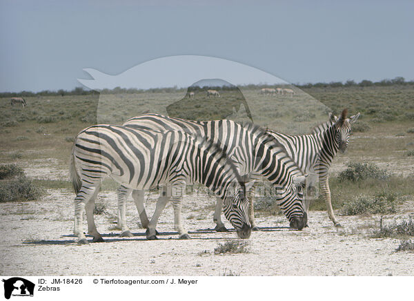 Zebras / Zebras / JM-18426