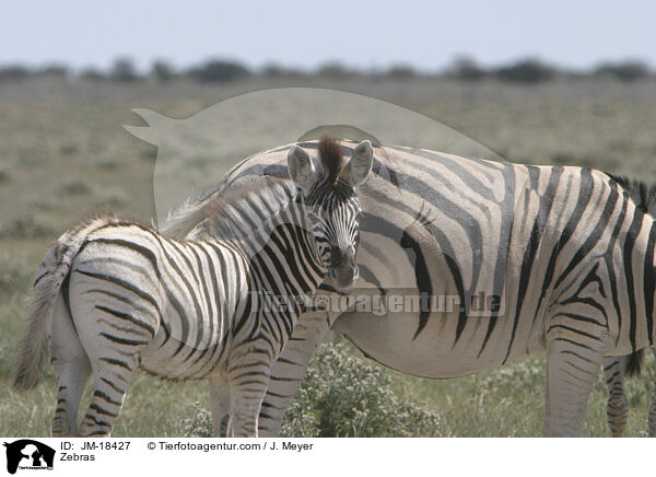 Zebras / Zebras / JM-18427
