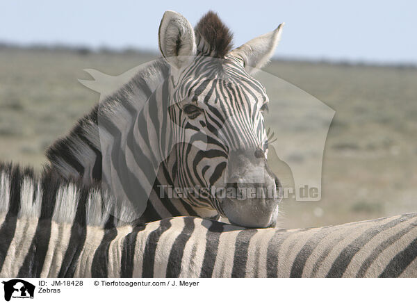Zebras / Zebras / JM-18428