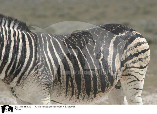 Zebra / Zebra / JM-18432