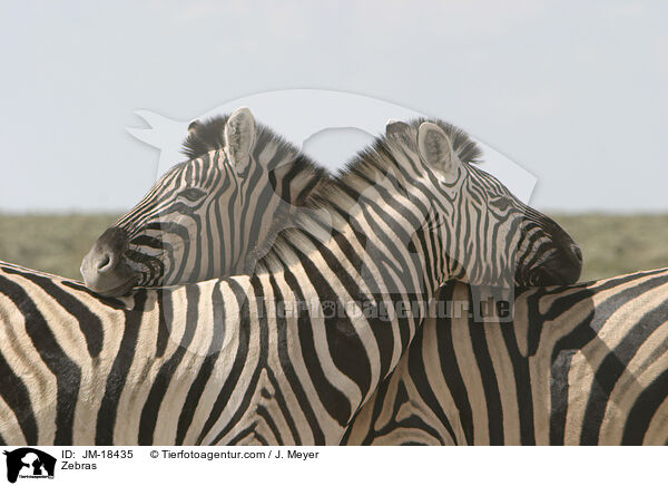 Zebras / Zebras / JM-18435