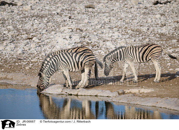 Zebras / Zebras / JR-06667