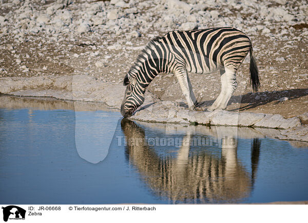 Zebra / JR-06668