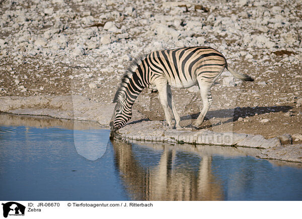 Zebra / JR-06670