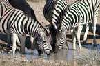 drinking zebras