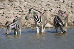 drinking zebras