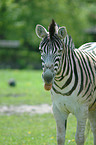 Hartmann's mountain zebra