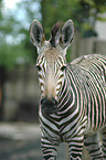 Grevy's zebra