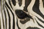 Zebra eye