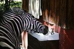 zebra at water tap