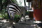 zebra at water tap
