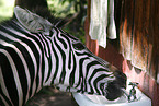 zebra at water tap