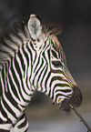 zebra foal