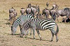 Zebras