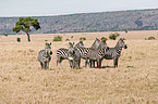 Zebras