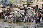 drinking zebras
