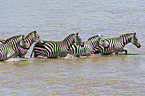 bathing zebras