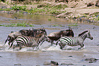 trotting zebras