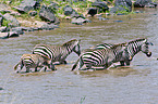 bathing zebras