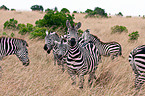 Zebras