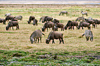 Zebras and wildebeests