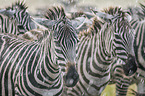 Zebras in the rain