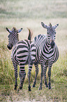 Zebras in the rain