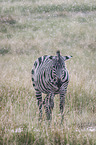 Zebra in the rain