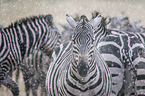 Zebras in the rain