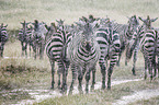 Zebras in the rain