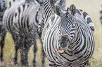 Zebras in the rain