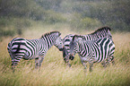 Zebras in the rain