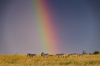 Zebras with rainbow