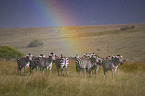 Zebras with rainbow