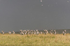 Zebras in the rain