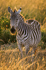 standing  Zebra